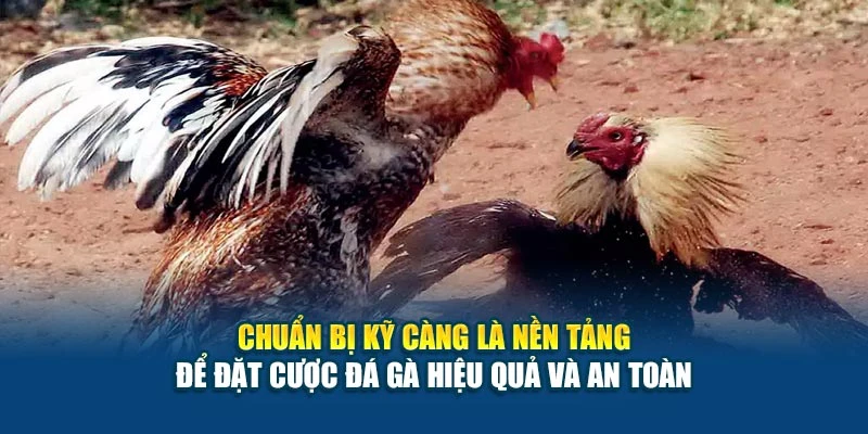 Cách Đặt Cược Đá Gà Hiệu Quả - Trúng Cực Lớn Mỗi Ngày 5 Chuẩn bị kỹ càng là nền tảng để đặt cược đá gà hiệu quả và an toàn
